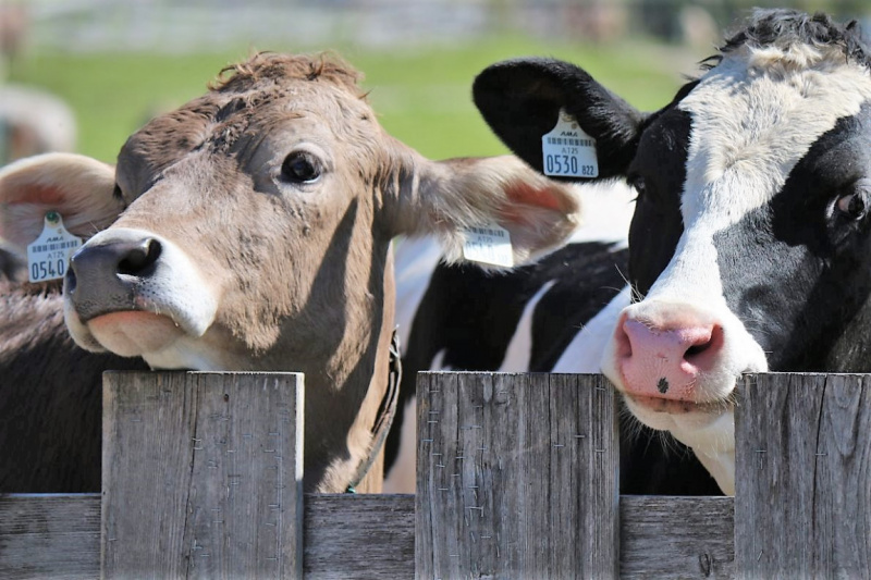 Hat die Kuh Charakter? – „Ja – und sie vergisst nie“