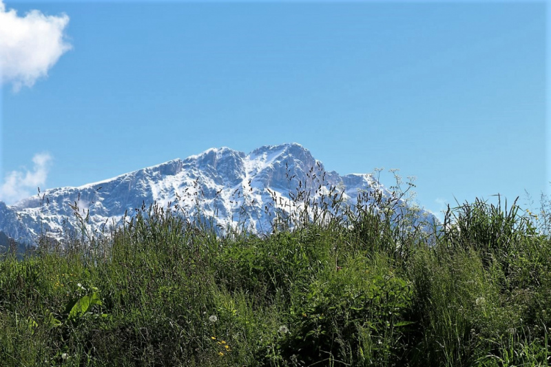 Hat die Kuh Charakter? – „Ja – und sie vergisst nie“