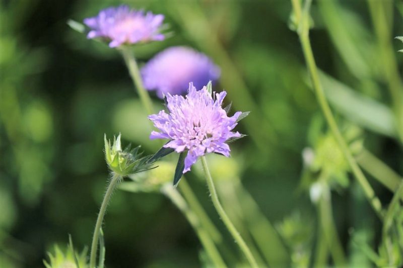 Hat die Kuh Charakter? – „Ja – und sie vergisst nie“