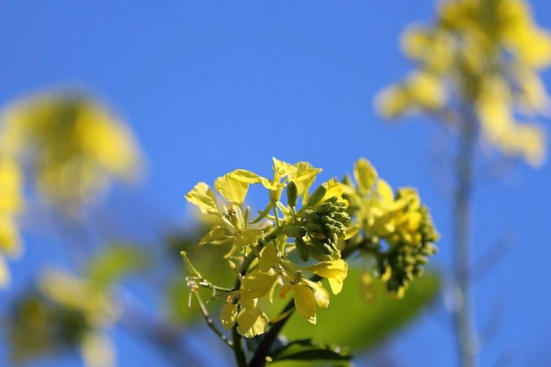 Hat die Kuh Charakter? – „Ja – und sie vergisst nie“