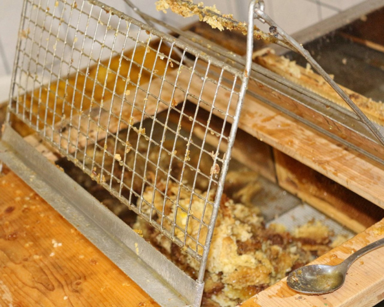 Im Tal der Königinnen – Honig aus dem Almenland