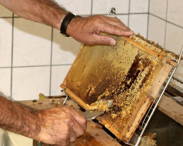 Im Tal der Königinnen – Honig aus dem Almenland