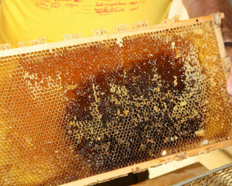 Im Tal der Königinnen – Honig aus dem Almenland