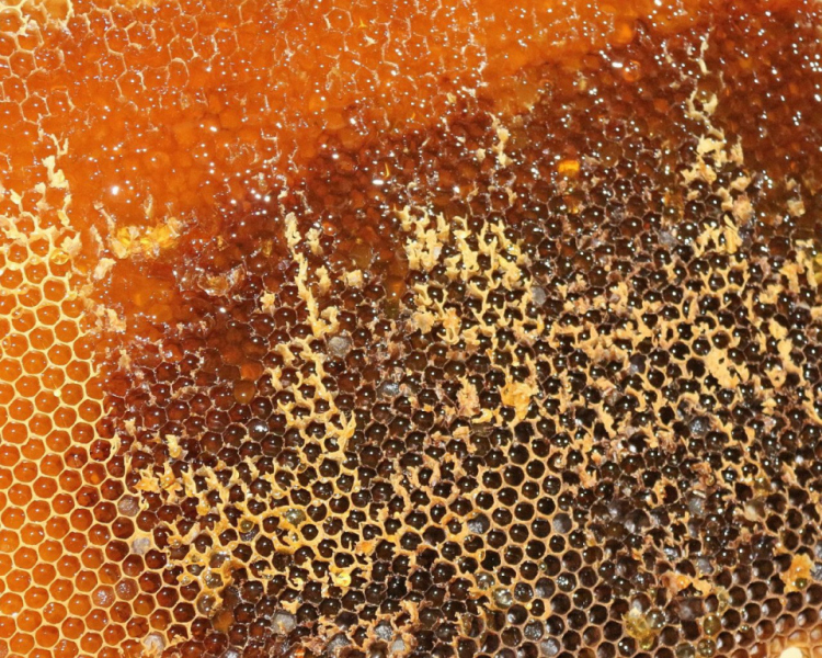 Im Tal der Königinnen – Honig aus dem Almenland