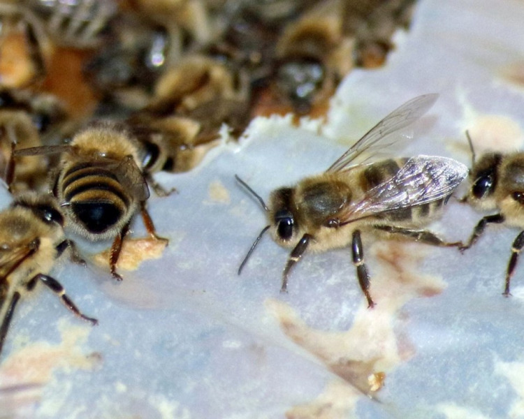 Im Tal der Königinnen – Honig aus dem Almenland