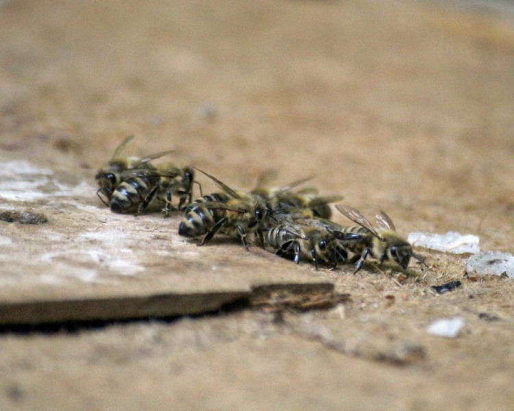 Im Tal der Königinnen – Honig aus dem Almenland