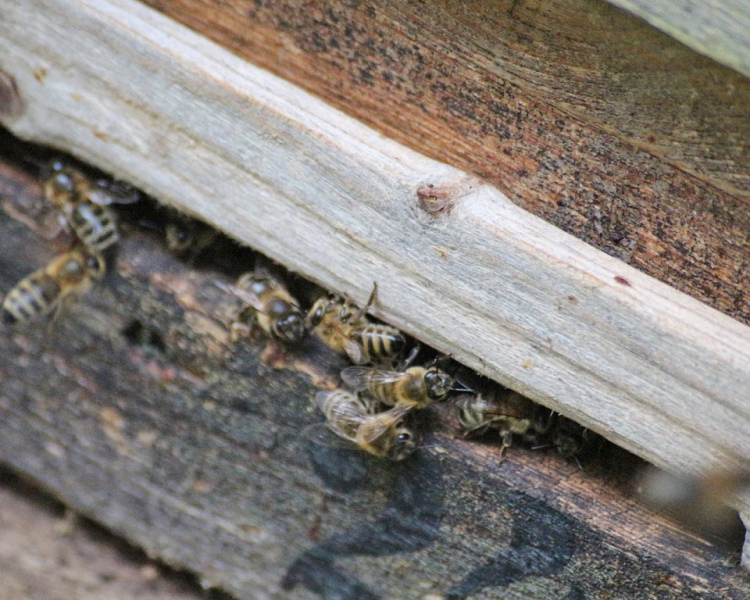 Im Tal der Königinnen – Honig aus dem Almenland