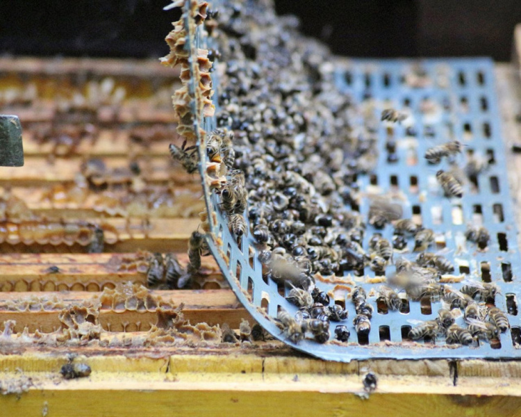 Im Tal der Königinnen – Honig aus dem Almenland