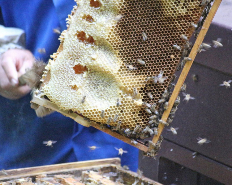 Im Tal der Königinnen – Honig aus dem Almenland