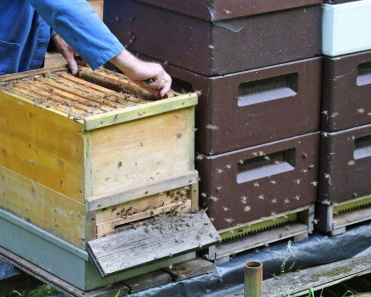 Im Tal der Königinnen – Honig aus dem Almenland