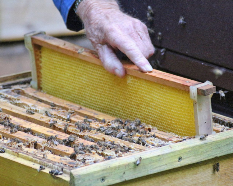 Im Tal der Königinnen – Honig aus dem Almenland