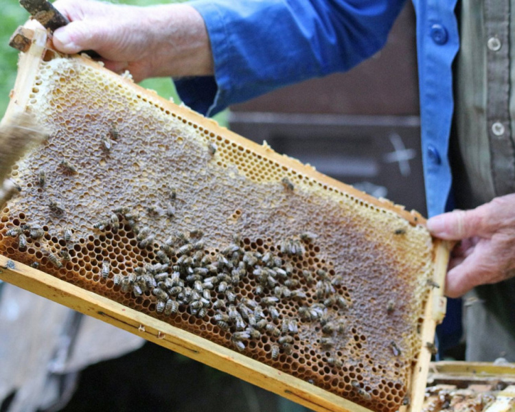 Im Tal der Königinnen – Honig aus dem Almenland