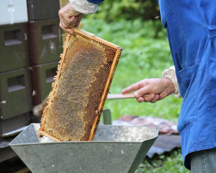 Im Tal der Königinnen – Honig aus dem Almenland
