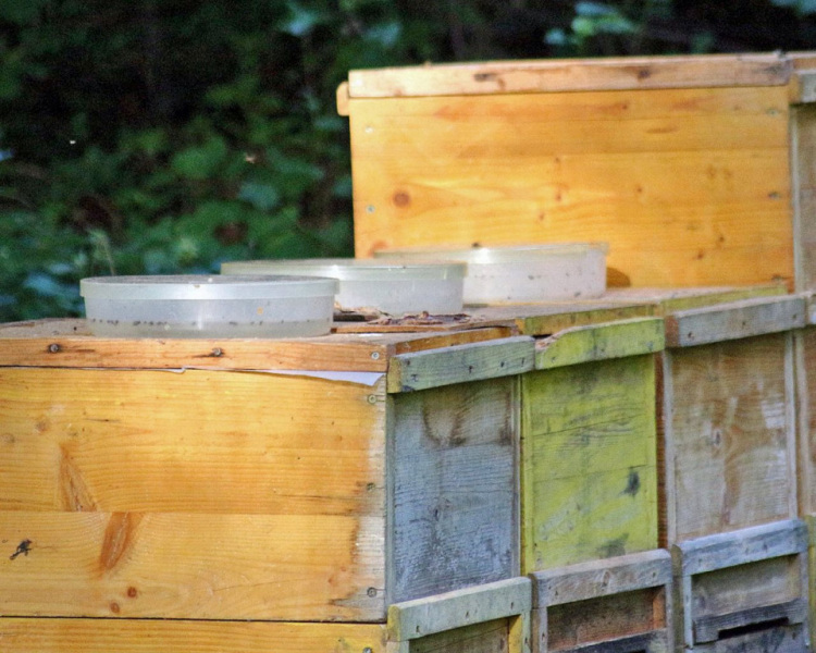 Im Tal der Königinnen – Honig aus dem Almenland