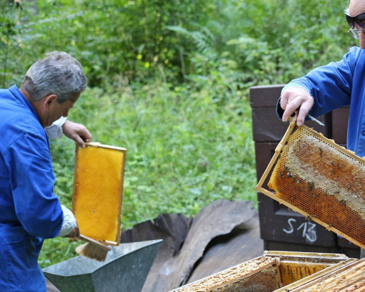Im Tal der Königinnen – Honig aus dem Almenland
