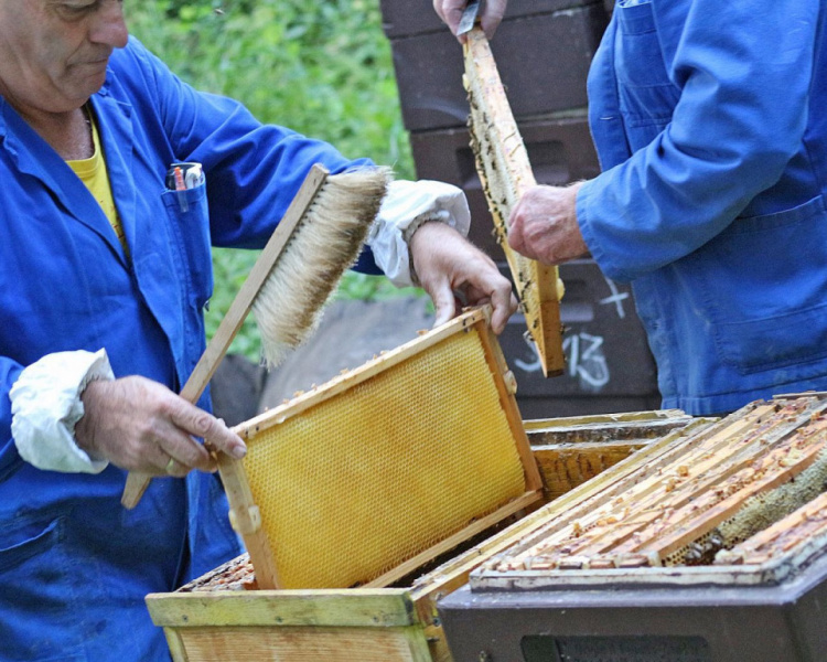 Im Tal der Königinnen – Honig aus dem Almenland
