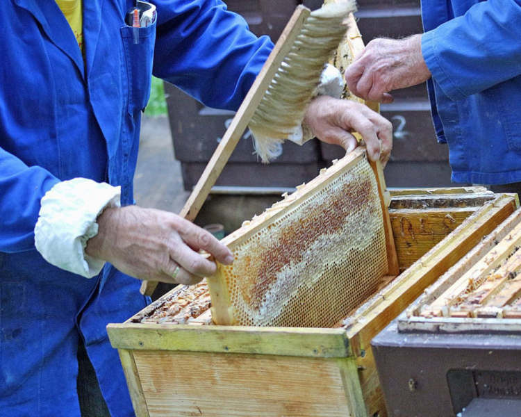Im Tal der Königinnen – Honig aus dem Almenland