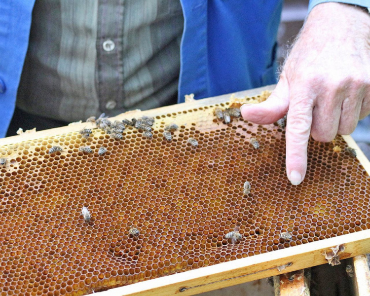 Im Tal der Königinnen – Honig aus dem Almenland