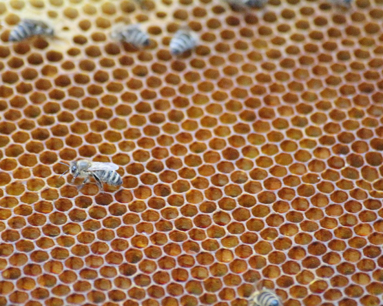 Im Tal der Königinnen – Honig aus dem Almenland