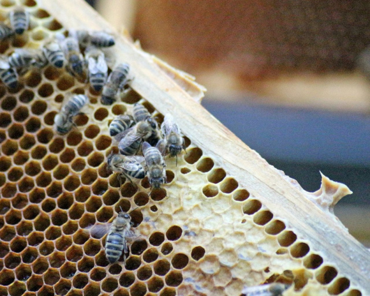 Im Tal der Königinnen – Honig aus dem Almenland