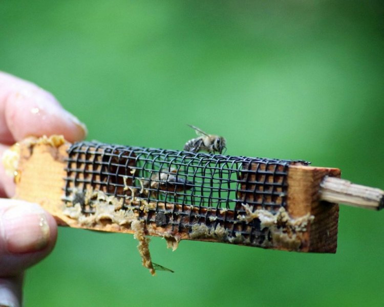 Im Tal der Königinnen – Honig aus dem Almenland