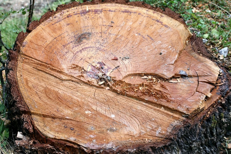 Marienbergalm – Bergmesse mit Segnung der Marienskulptur