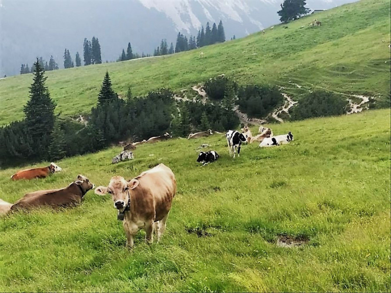 Nachricht von der Feldernalm – „Wir melken, buttern, machen Graukas“