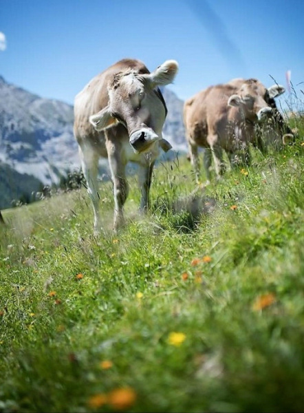 Nachricht von der Feldernalm – „Wir melken, buttern, machen Graukas“