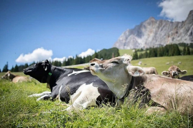 Nachricht von der Feldernalm – „Wir melken, buttern, machen Graukas“