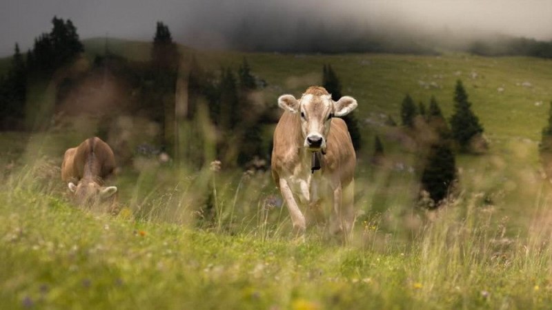 Nachricht von der Feldernalm – „Wir melken, buttern, machen Graukas“