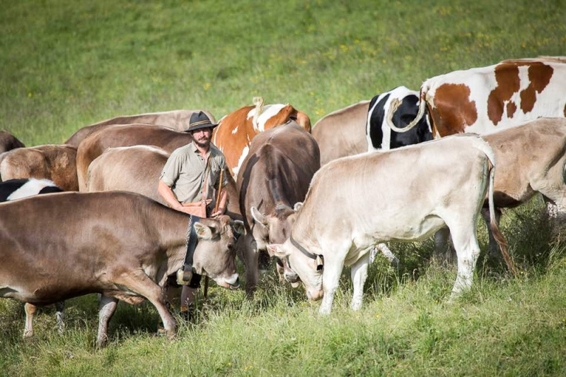 Nachricht von der Feldernalm – „Wir melken, buttern, machen Graukas“