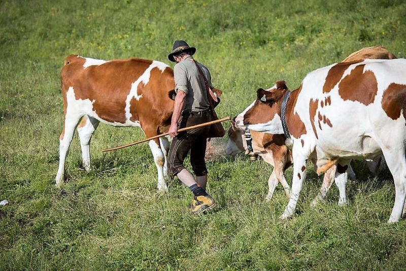 Nachricht von der Feldernalm – „Wir melken, buttern, machen Graukas“