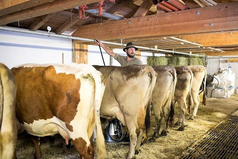 Nachricht von der Feldernalm – „Wir melken, buttern, machen Graukas“