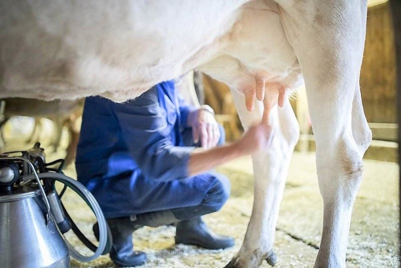 Nachricht von der Feldernalm – „Wir melken, buttern, machen Graukas“