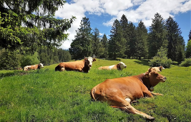 Partenkirchen – über die Fauk’nbruck zur Tannenhütte