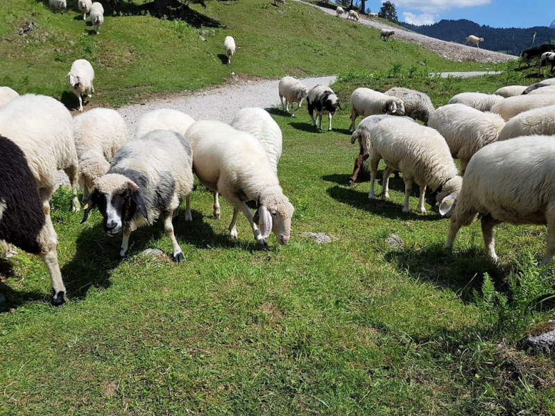 Partenkirchen – über die Fauk’nbruck zur Tannenhütte