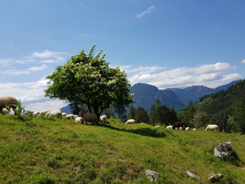 Partenkirchen – über die Fauk’nbruck zur Tannenhütte