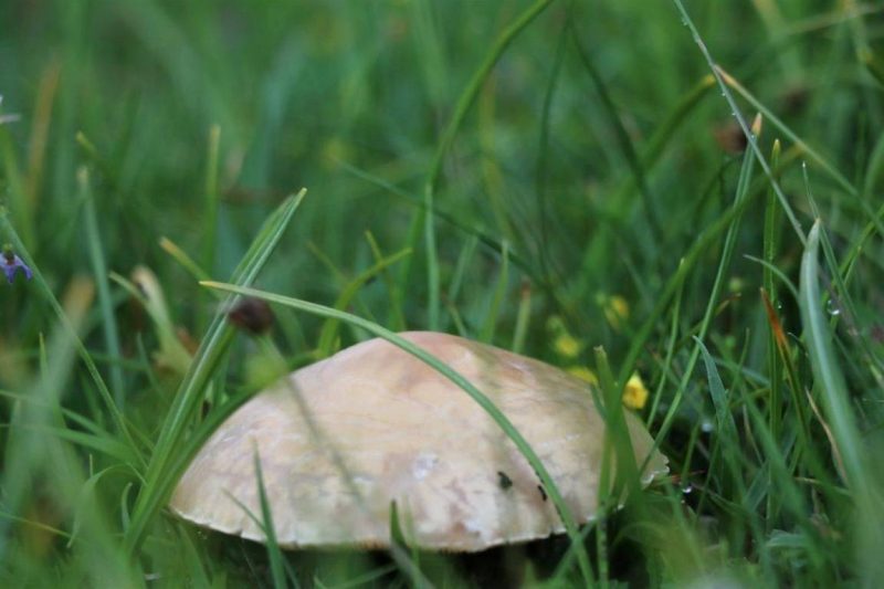 Sanierung Marienbergalpe Juni 2017