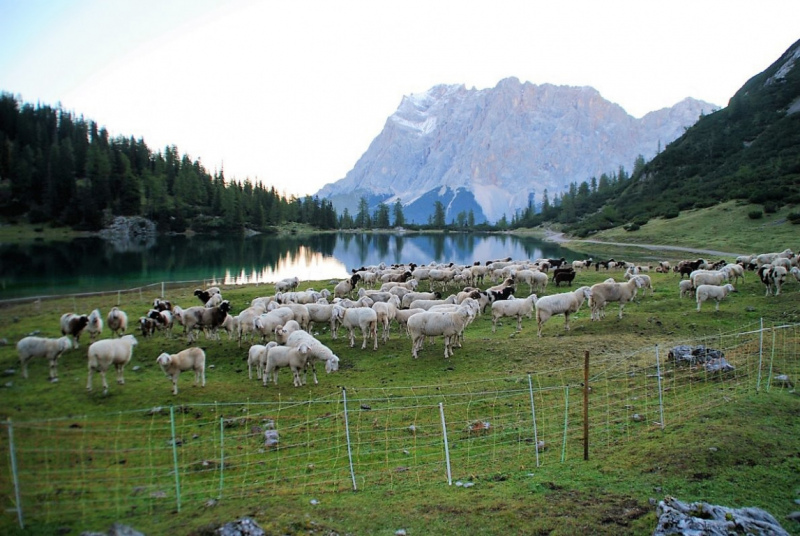 Schafschoad – vom Seebensee nach Untermieming