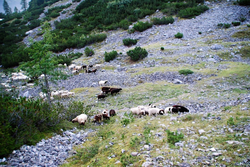 Schafschoad – vom Seebensee nach Untermieming
