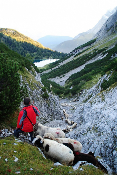 Schafschoad – vom Seebensee nach Untermieming