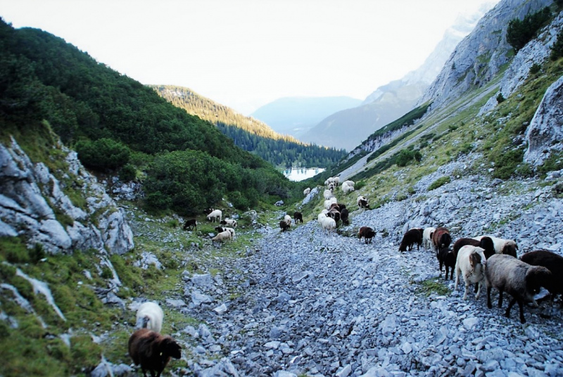 Schafschoad – vom Seebensee nach Untermieming