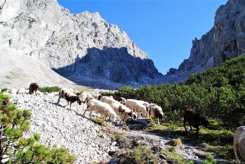 Schafschoad – vom Seebensee nach Untermieming