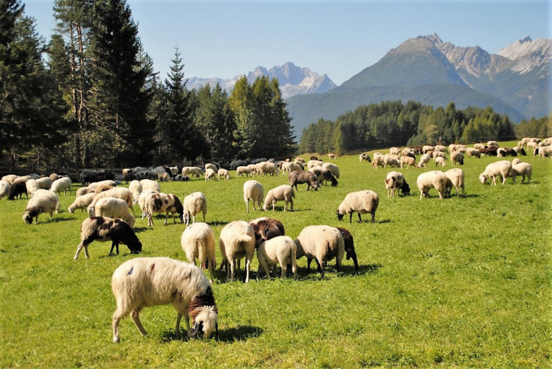 Schafschoad – vom Seebensee nach Untermieming