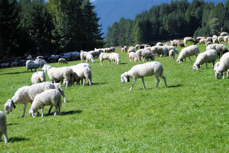 Schafschoad – vom Seebensee nach Untermieming
