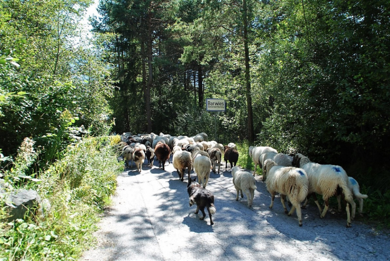 Schafschoad – vom Seebensee nach Untermieming
