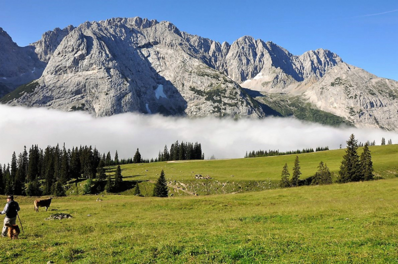 viehauftrieb_felderertal_juli2013_001