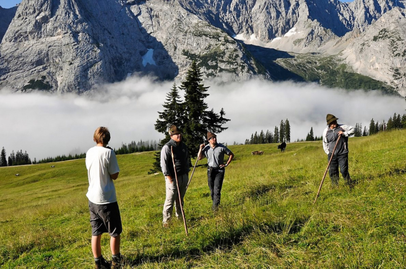 viehauftrieb_felderertal_juli2013_007
