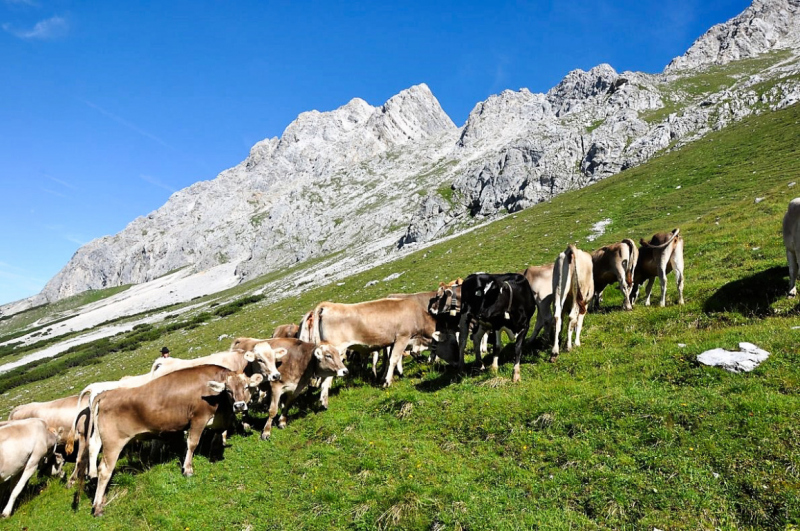 viehauftrieb_felderertal_juli2013_016