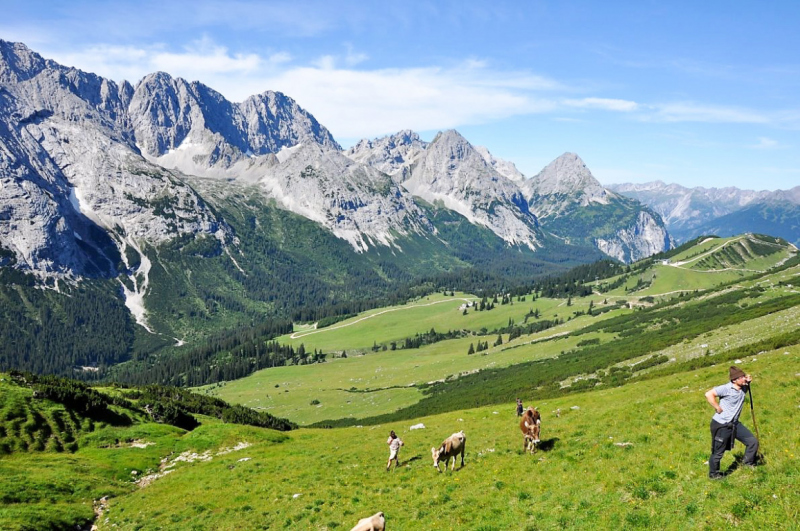 viehauftrieb_felderertal_juli2013_017